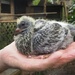 Our pigeon chicks are now 2 weeks old and much improved by Dawn