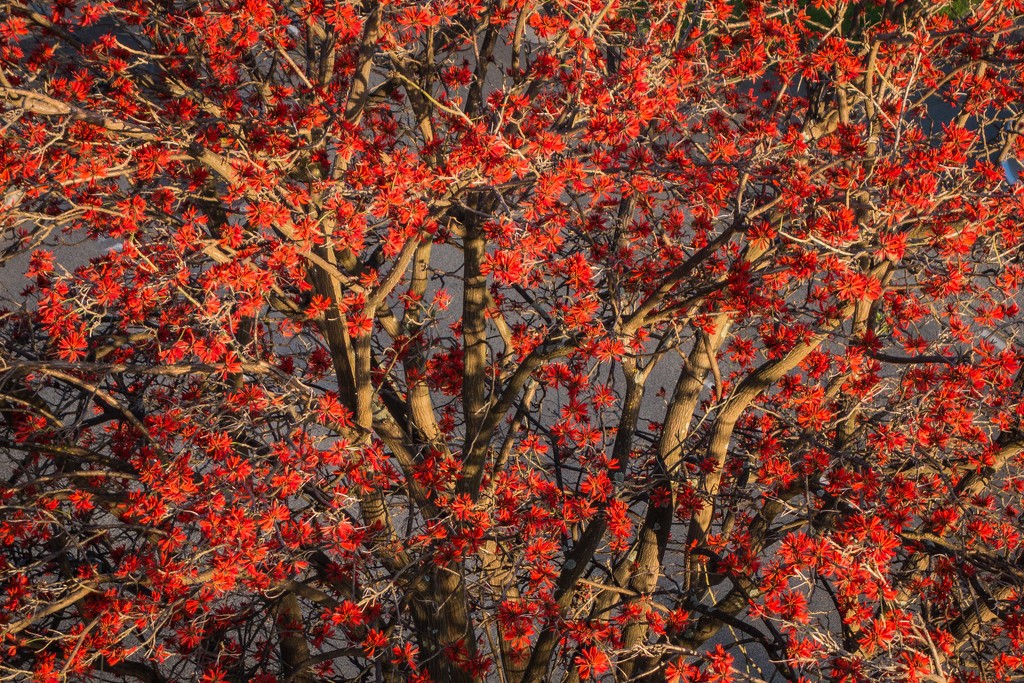 common coral tree Erythrina x sykesii by pusspup
