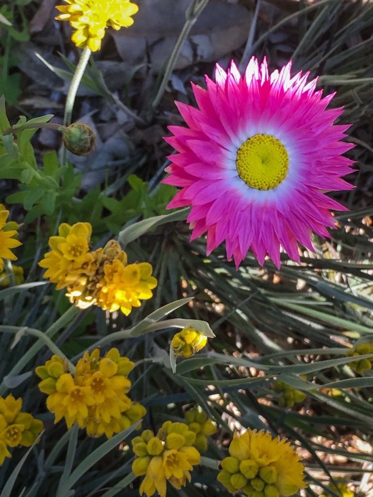 Pink paper daisy by pusspup