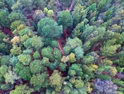 13th Sep 2017 - Trees from above