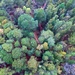 Trees from above by teodw