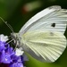 Butterfly 1_DSC6184 by merrelyn