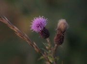 13th Sep 2017 - Late Thistle