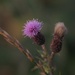 Late Thistle by selkie