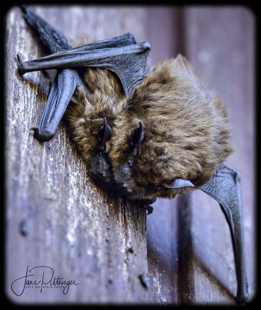 Two Bats On the Wall by jgpittenger