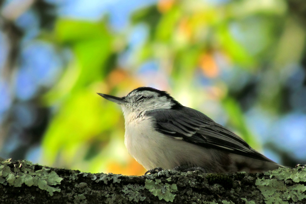 Napping Nuthatch by glimpses
