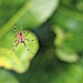 Tiny Spider. by wendyfrost