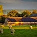 Sheep may safely graze by flowerfairyann