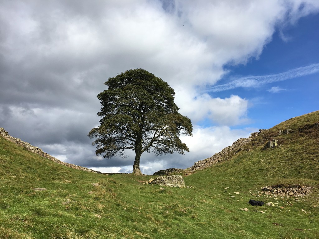 Sycamore Gap by 365projectmaxine