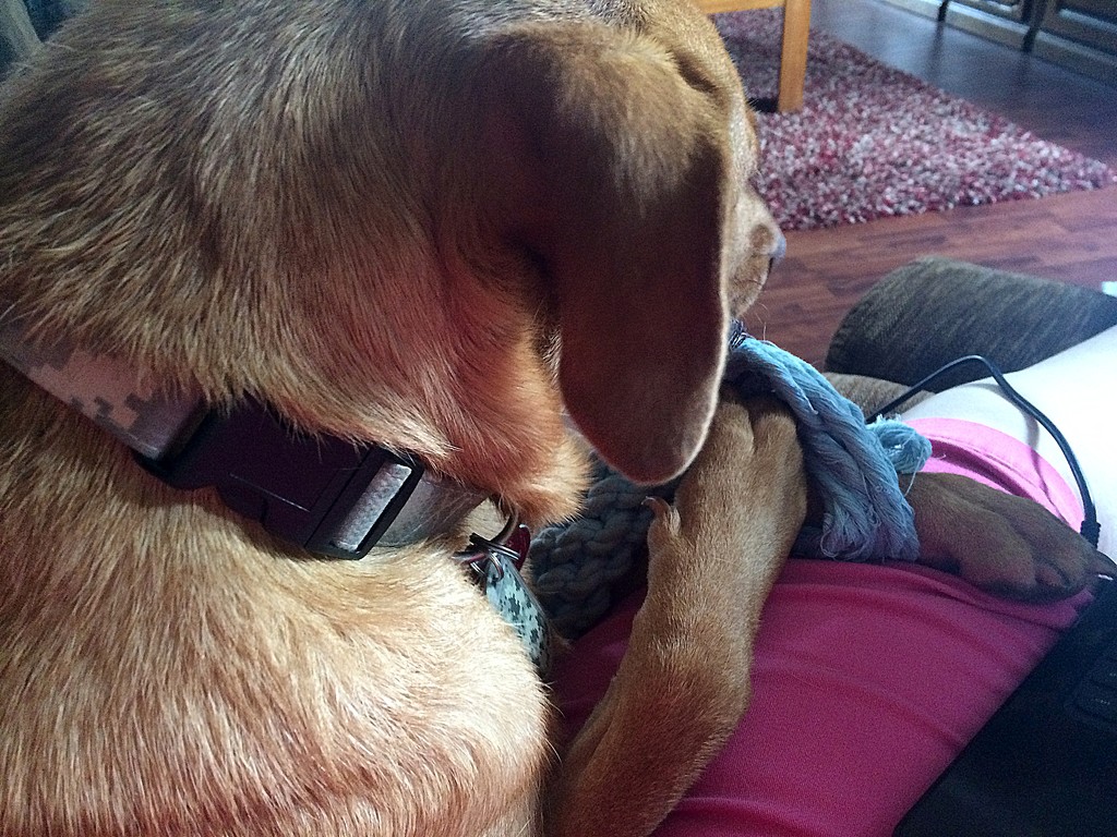 He thinks he's a lap dog! by homeschoolmom