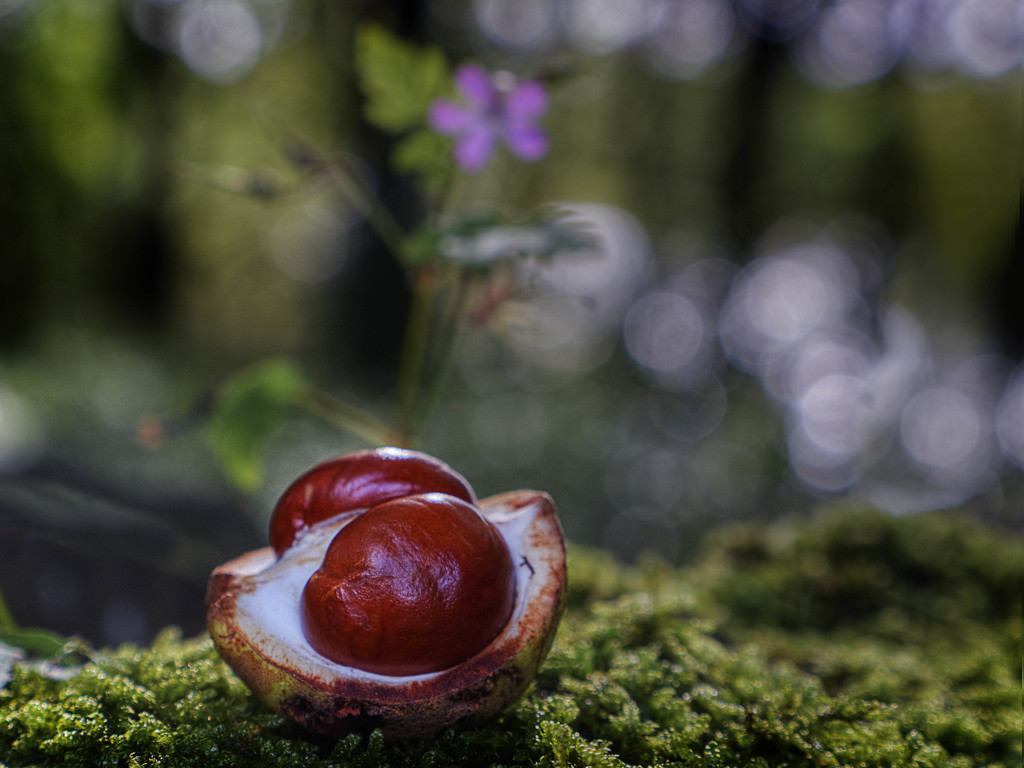 Conkers. by gamelee