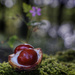 Conkers. by gamelee