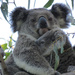 don't look by koalagardens