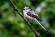 14th Sep 2017 - LONG TAILED TIT