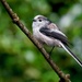 LONG TAILED TIT by markp