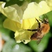 Snap by daffodill