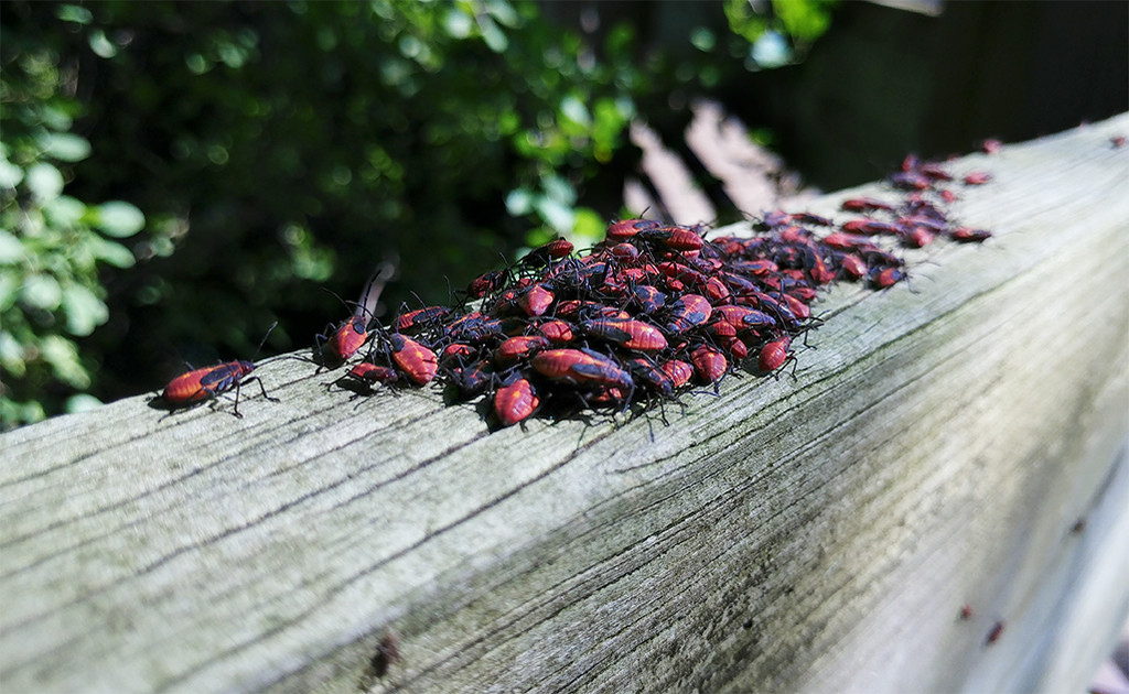 Pile of Beetles by houser934