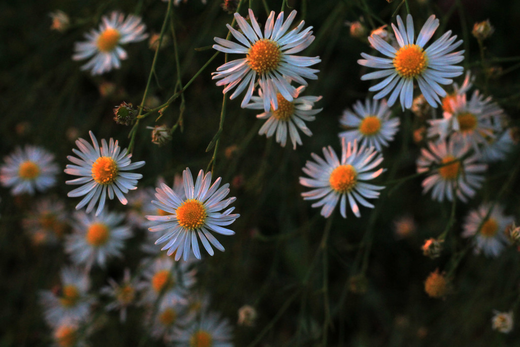 Heath Aster in the Early Light by milaniet
