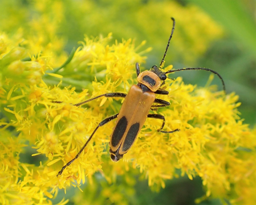 Pollinator by cjwhite