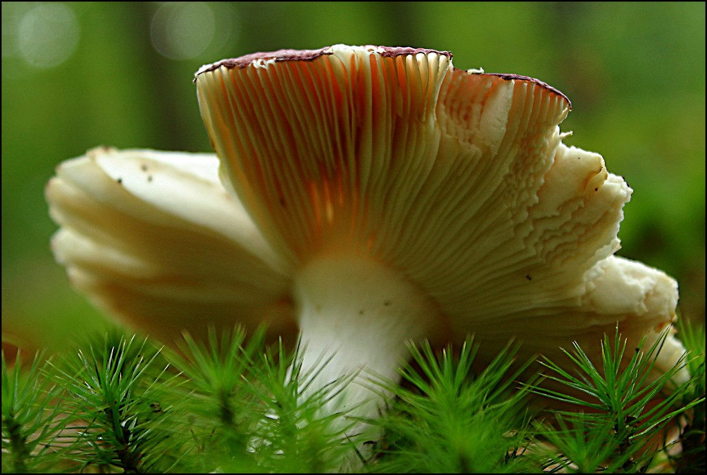 Toppled Mushroom by olivetreeann
