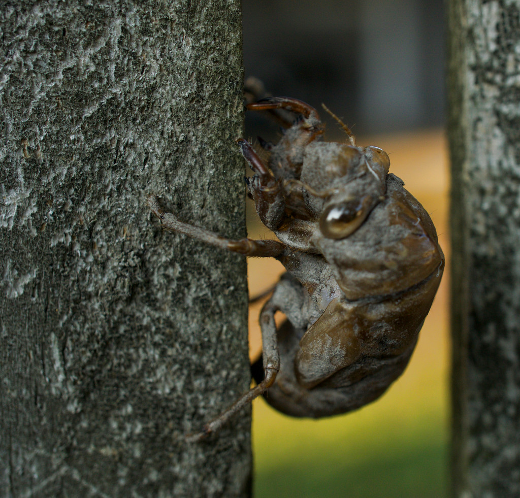 Cicada shell by eudora