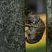 Cicada shell by eudora
