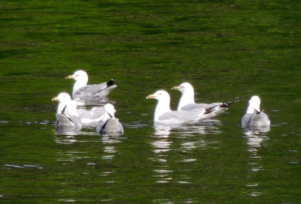 Ringbilled Gulls by sunnygreenwood
