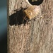 bug buddy by edorreandresen