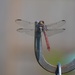 Dragonfly by kdrinkie