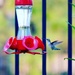 Hummingbird by kdrinkie