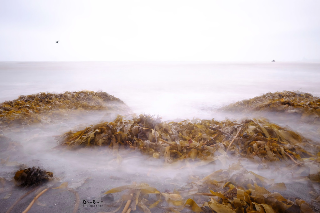 Kelp and surf by dkbarnett