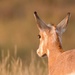 Young Pronghorn by dridsdale