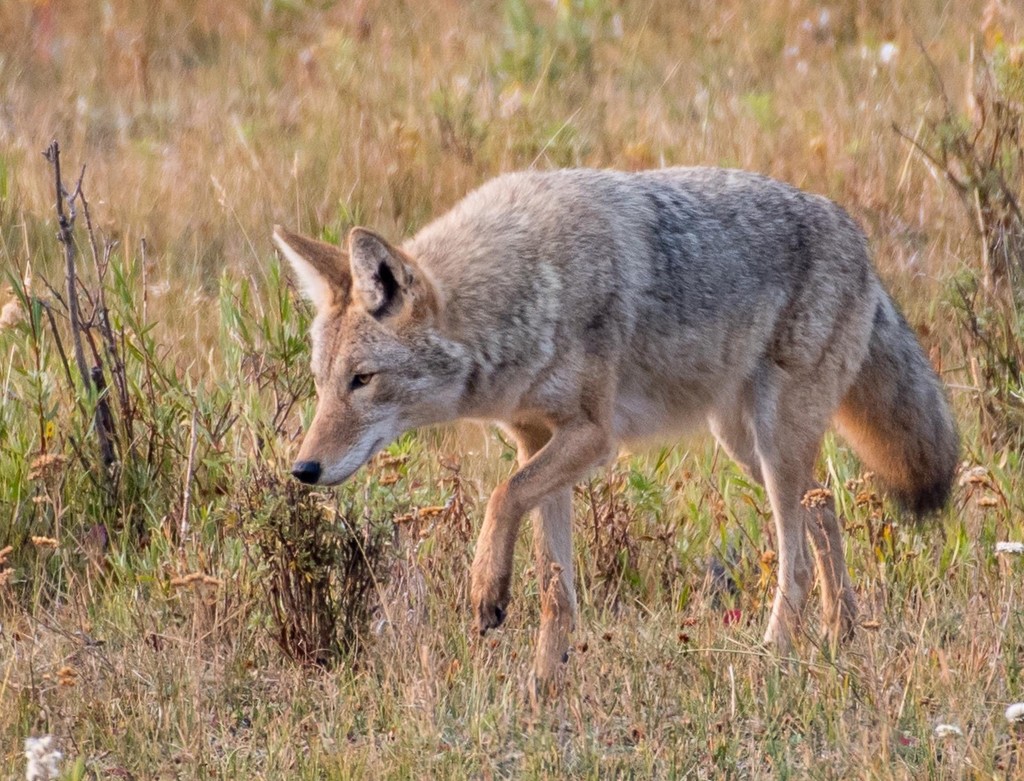 Coyote hunting for breakfast by dridsdale