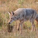 Coyote hunting for breakfast by dridsdale