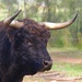 El Toro by landownunder