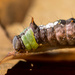 Unusual caterpillar by novab