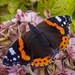 Red Admiral. by tonygig
