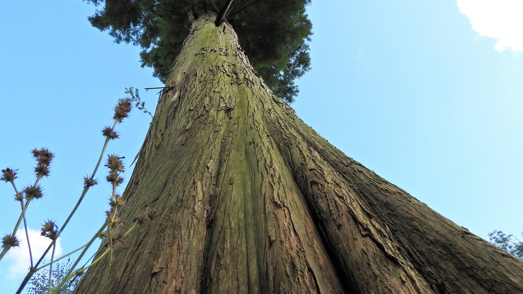 DSCN3913 sequoya by marijbar