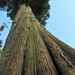 DSCN3913 sequoya by marijbar