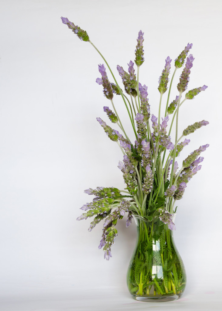 Lavender Bunch by salza