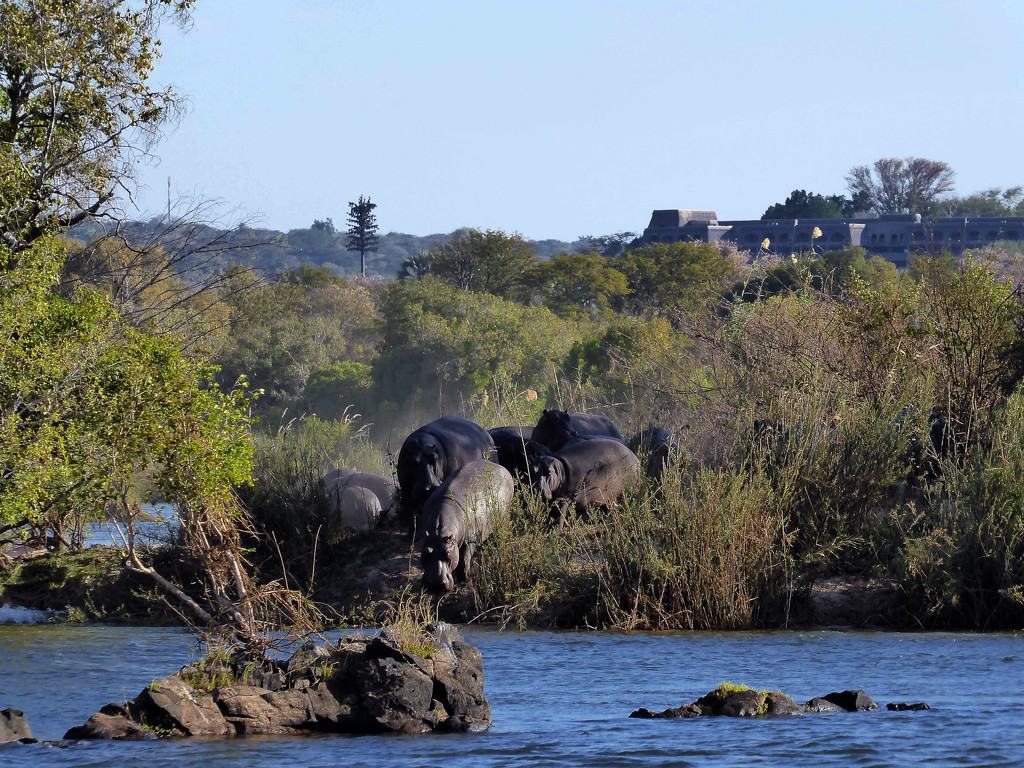 Hippos in the Zambezi by cmp