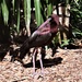 Glossy Ibis ~ by happysnaps