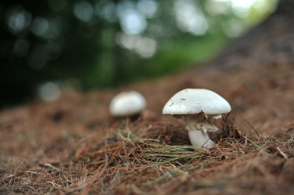 White Mushrooms by loweygrace