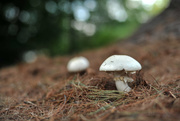 15th Sep 2017 - White Mushrooms