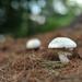 White Mushrooms by loweygrace