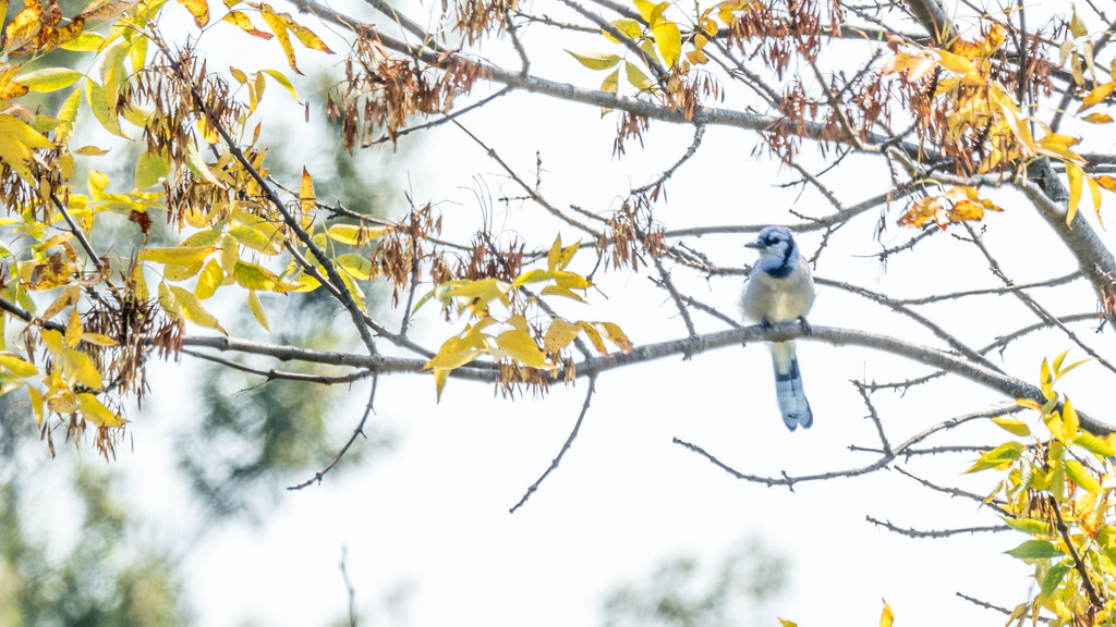 Bluejay and Yellow Leaves Wide by rminer