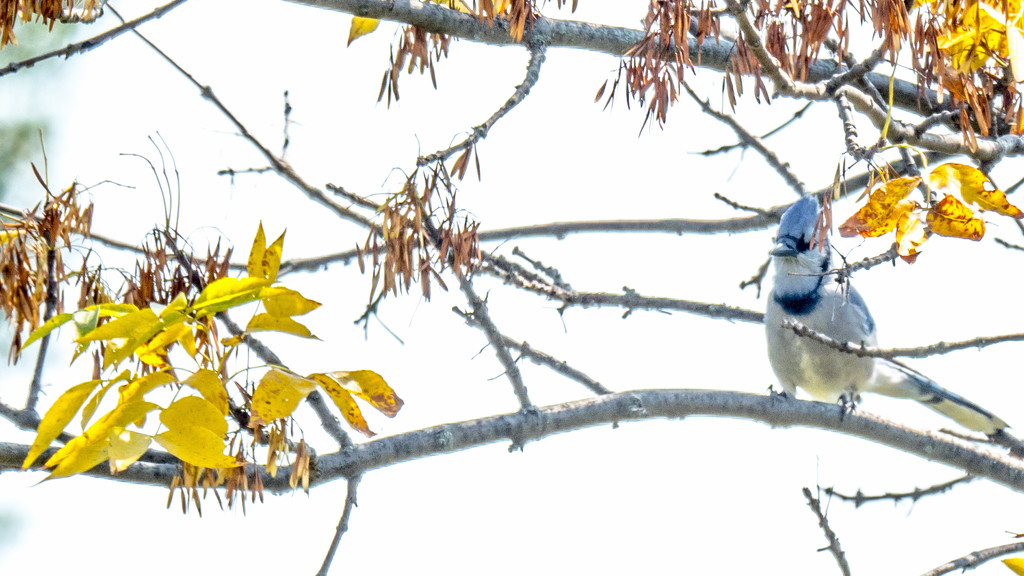 Bluejay out on a limb by rminer