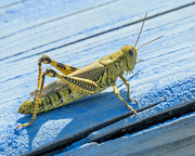 15th Sep 2017 - Grasshopper on Blue