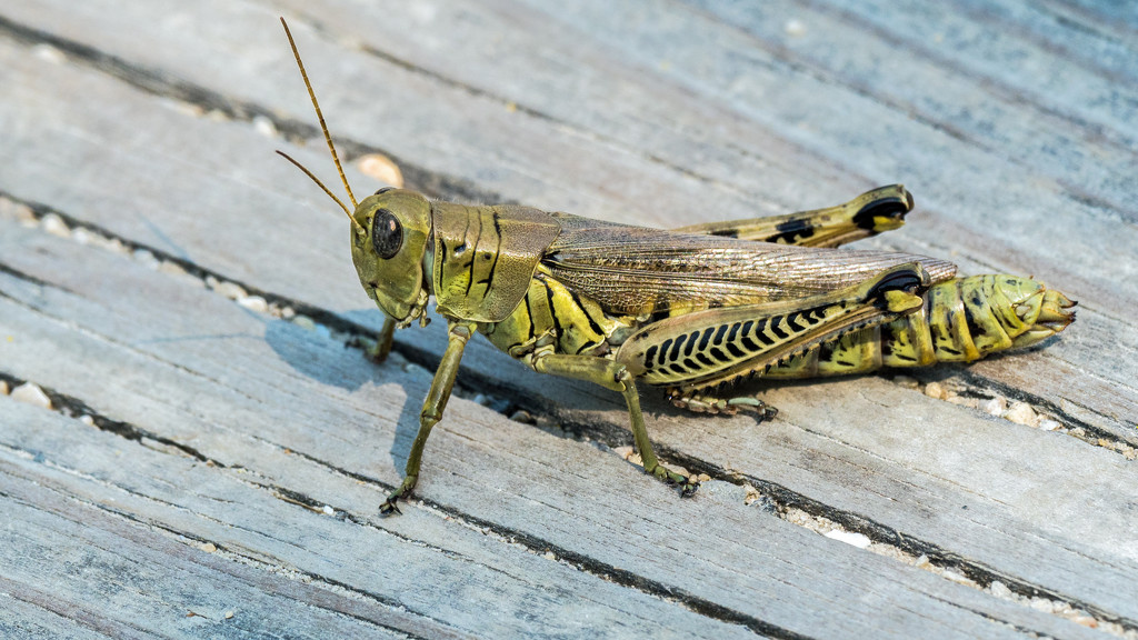 Grasshopper on the boardwalk by rminer