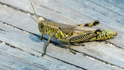 15th Sep 2017 - Grasshopper on the boardwalk